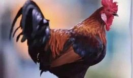 公鸡原神爆料视频大全最新